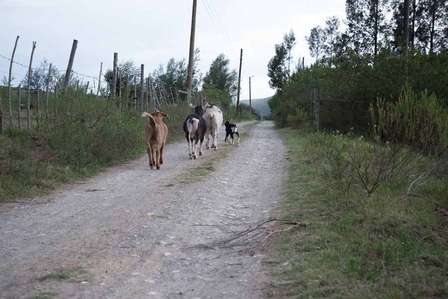 Goats walking along a farm road between wire fences and pine trees