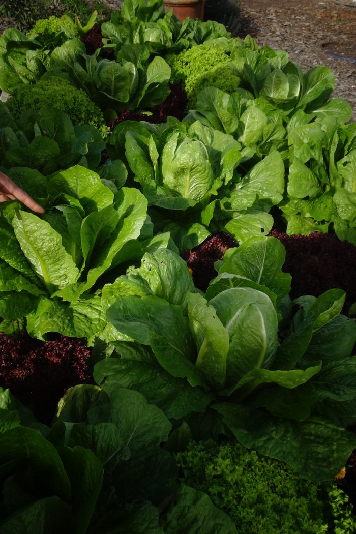 Dense beds of leafy green crops