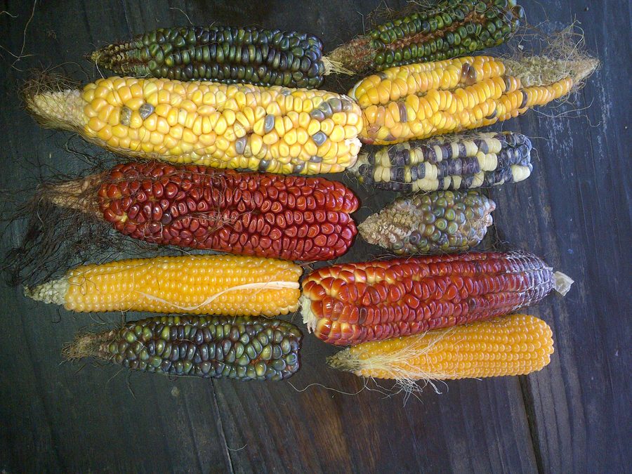 Multicoloured heritage maize cobs laid out on weathered wood